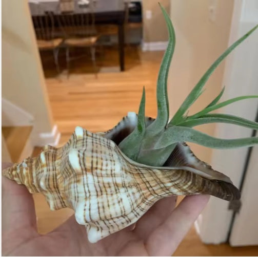 2PCS Conch Shell Large Natural Seashells For Fish Tank Wedding Decor Beach Theme Party Home Decorations