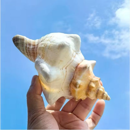 2PCS Conch Shell Large Natural Seashells For Fish Tank Wedding Decor Beach Theme Party Home Decorations